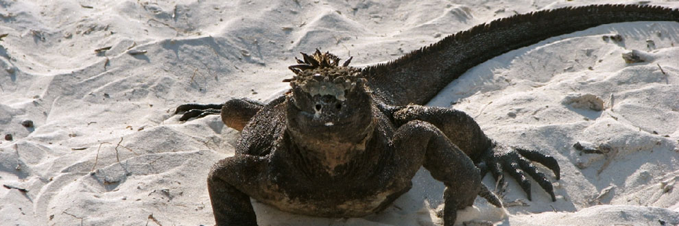 Marine iguana from Galápagos Island